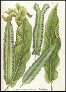C183【德国】Johann Weinmann 植物花卉果实种子-3版画网传图库