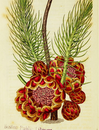 C607【英国】Sydenham Edwards 植物花卉版画-7网传图库