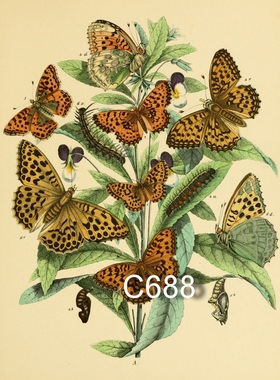 C688【英国】William Forsell Kirb -欧洲和英国蝴蝶、蛾图汇图库