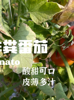 番茄现摘6斤送一斤生态种植农家自然熟新鲜西红柿非转基因顺丰