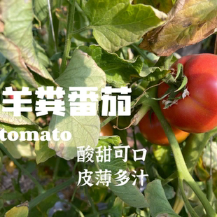 张小猪番茄现摘6斤生态种植农家自然熟新鲜西红柿非转基因顺丰