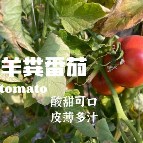 自然熟生态番茄非转基因快递顺丰