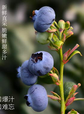张小猪| 脆甜玫瑰蓝莓 L25 新鲜采摘 当季水果孕妇水果鲜果现摘现