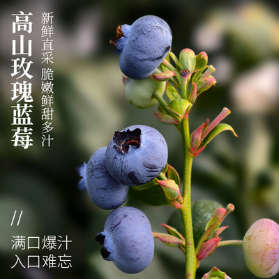 脆甜l25蓝莓玫瑰蓝莓现摘现发