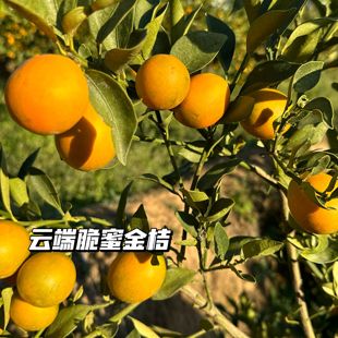 张小猪|云端脆蜜金桔 大凉山金桔脆蜜金橘小金桔时令新鲜水果