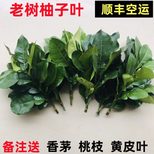 新鲜老树柚子叶广东发货