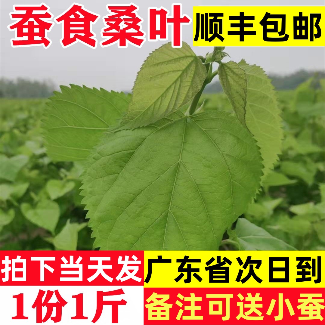 蚕食新鲜桑叶广东顺丰包邮