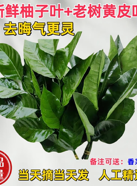 新鲜柚子叶碌柚叶乔迁新居开运出狱沐浴带枝老树去晦气专用柚子叶