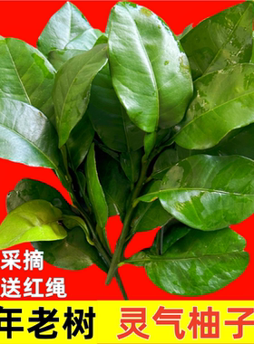 新鲜柚子叶碌柚叶乔迁新居柚子叶去晦气柚子叶配黄皮叶包邮新鲜
