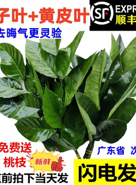 新鲜柚子叶碌柚叶沐浴过年打扫老树新鲜摘去晦气专用柚子叶乔迁