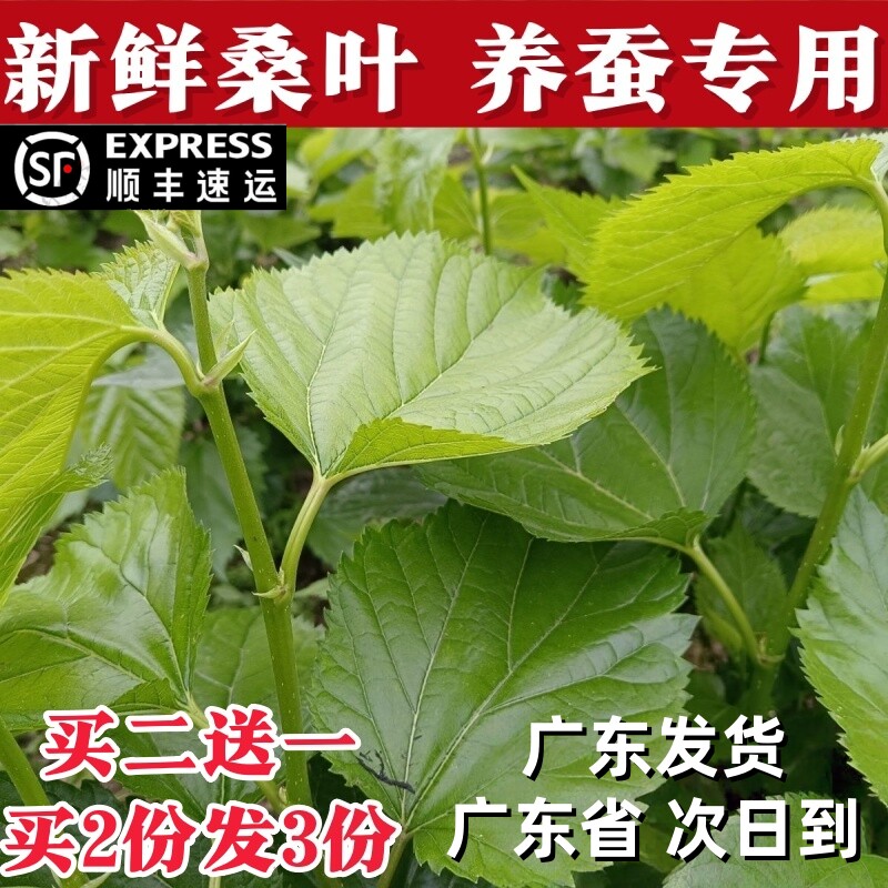 桑叶新鲜桑叶蚕宝宝食用大叶养蚕喂蚕小蚕农家现摘桑叶新鲜桑树
