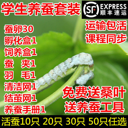 蚕宝宝活体幼虫蚕子蚕卵蚕种桑叶新鲜春蚕七彩白色学生养蚕套装
