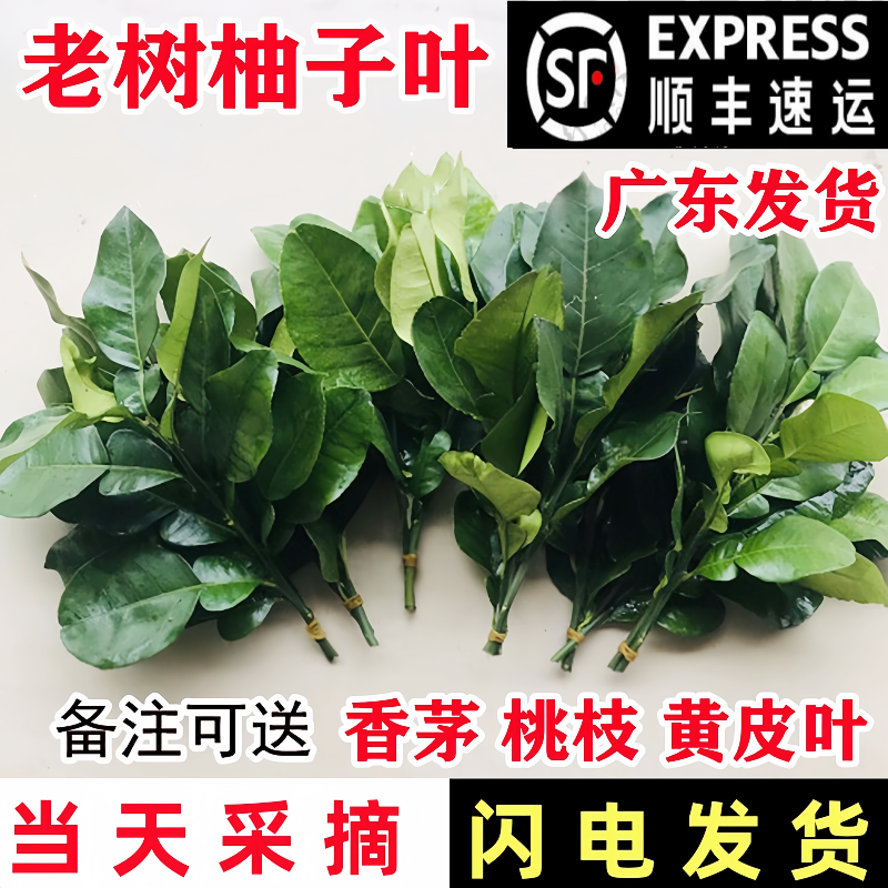 广东新鲜柚子叶碌柚叶乔迁新居开运出狱沐浴带枝老树去晦气柚子叶