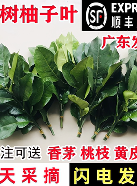 新鲜碌柚乔迁新居开运出狱沐浴带枝老树碌釉现摘沙田柚柚子叶水果