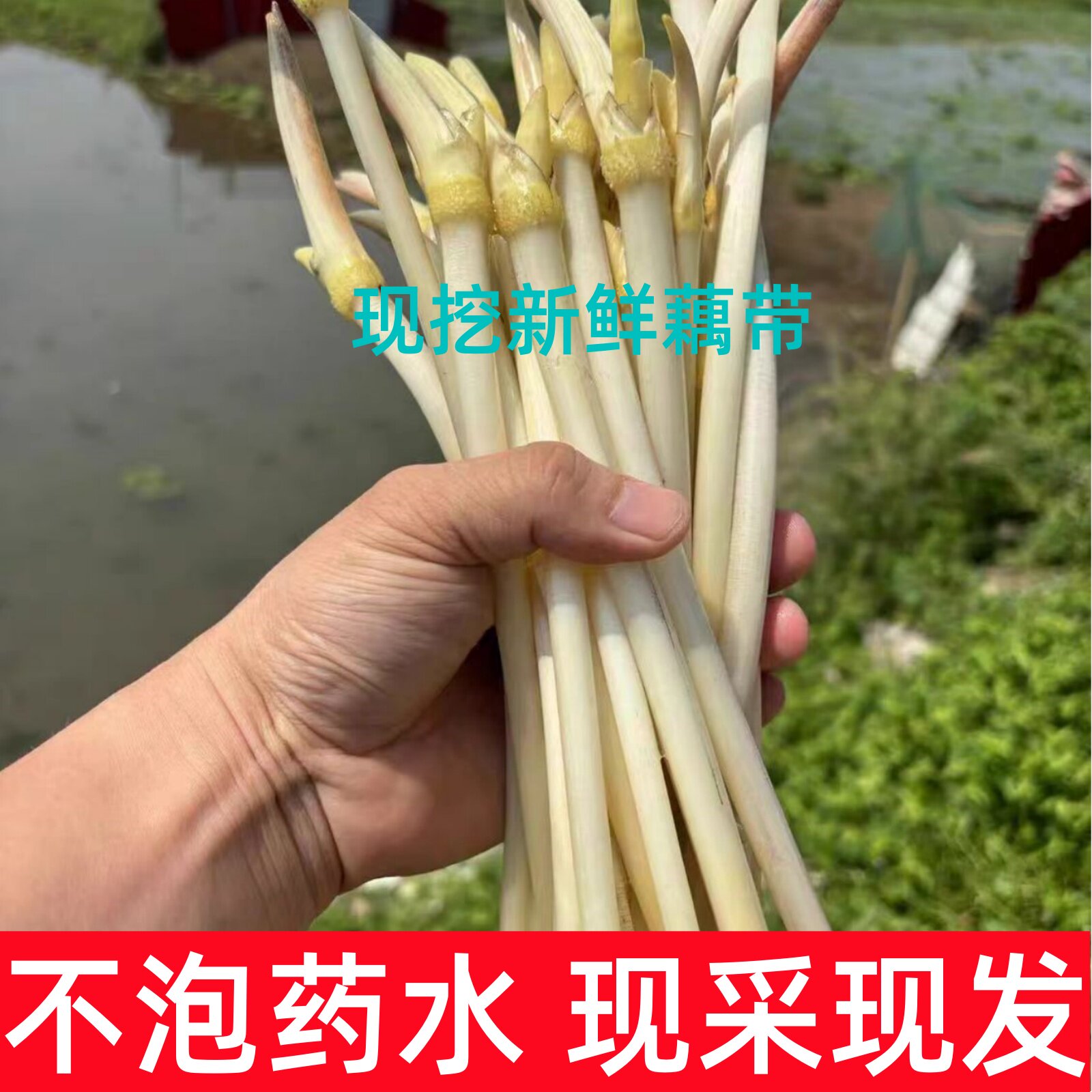湖北新鲜藕带藕尖脆藕稍子现采农家当季藕肠子非洪湖嫩藕尖生吃