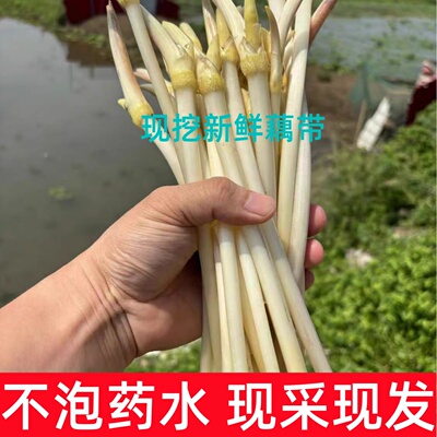 湖北新鲜藕带藕尖脆藕稍子现采农家当季藕肠子非洪湖嫩藕尖生吃
