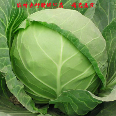 湖北新鲜包菜甘蓝当季蔬菜现发