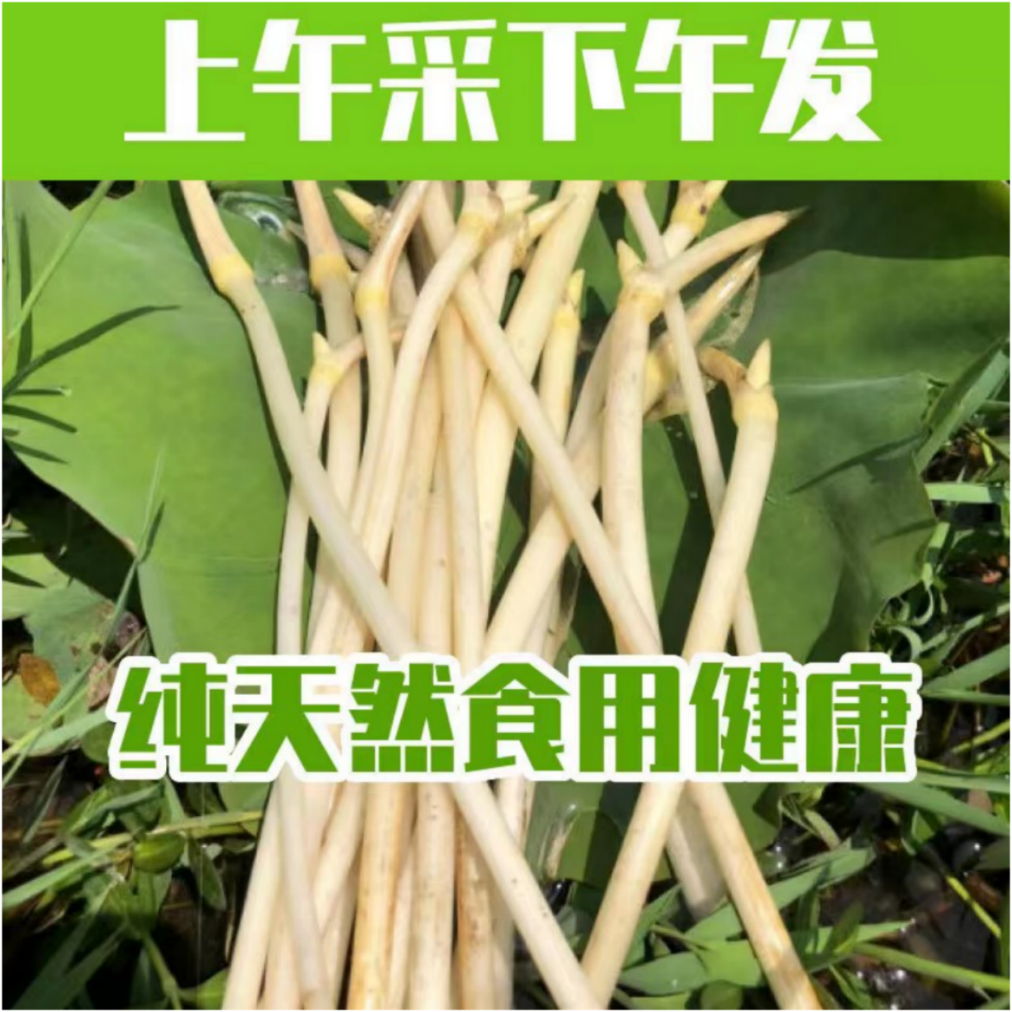 洪湖新鲜藕带湖北特产当季时令水生蔬菜3斤嫩藕尖藕苫藕肠子现采