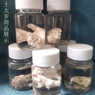 野生太岁肉灵芝宝宝土肉聚肉视肉泡水养鱼浇花净化水质随缘发
