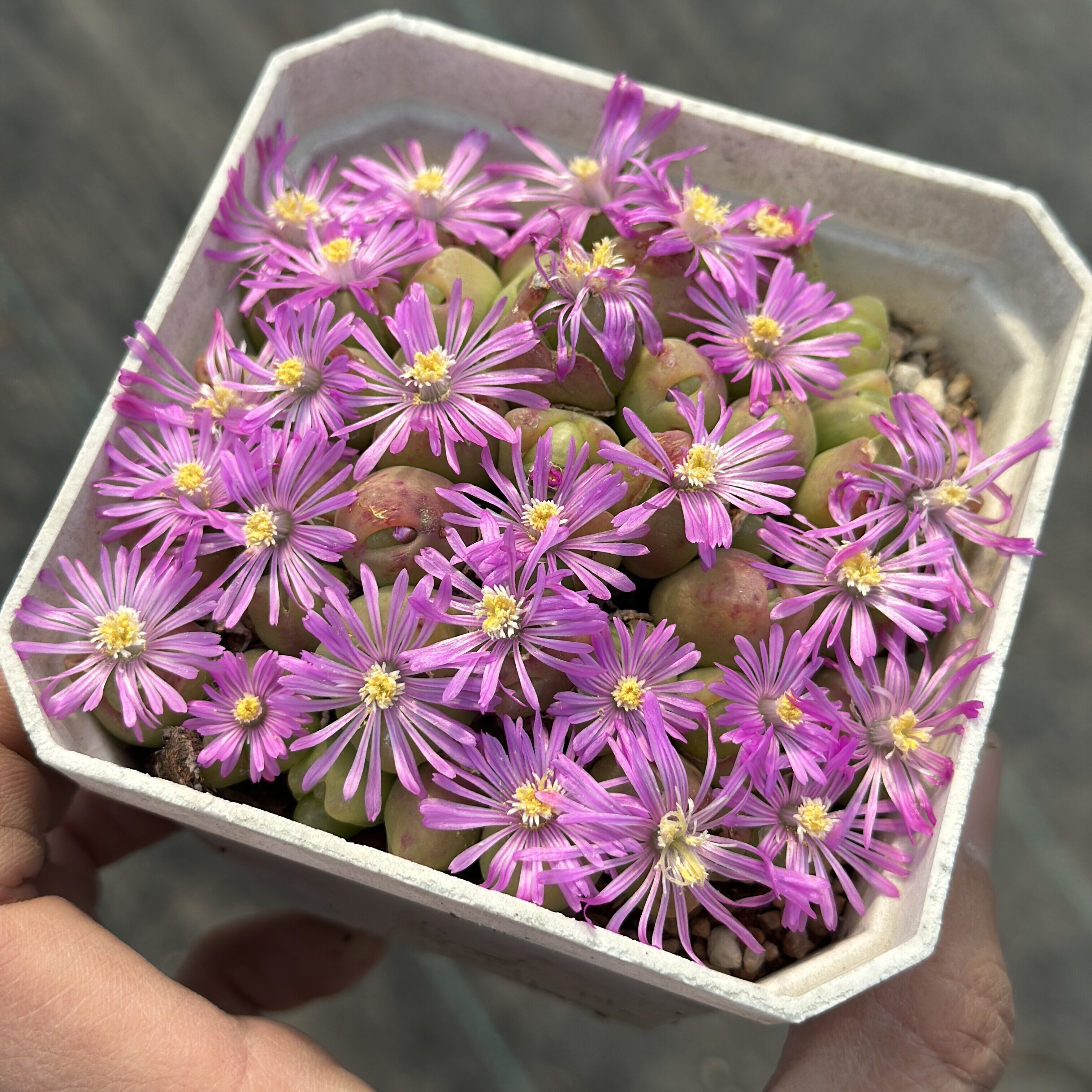 翠滴玉大群生母本