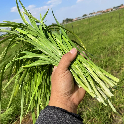 Shandong Small Fine -Leaf Seeds Seeds Четыре сезона весеннего балкона балконы горшечный горшок многолетний аромат может оставить растительные семена