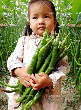 帝王336线椒种籽 超长 辣椒种孑香辣 辣椒种籽 四季 辣椒籽种超辣