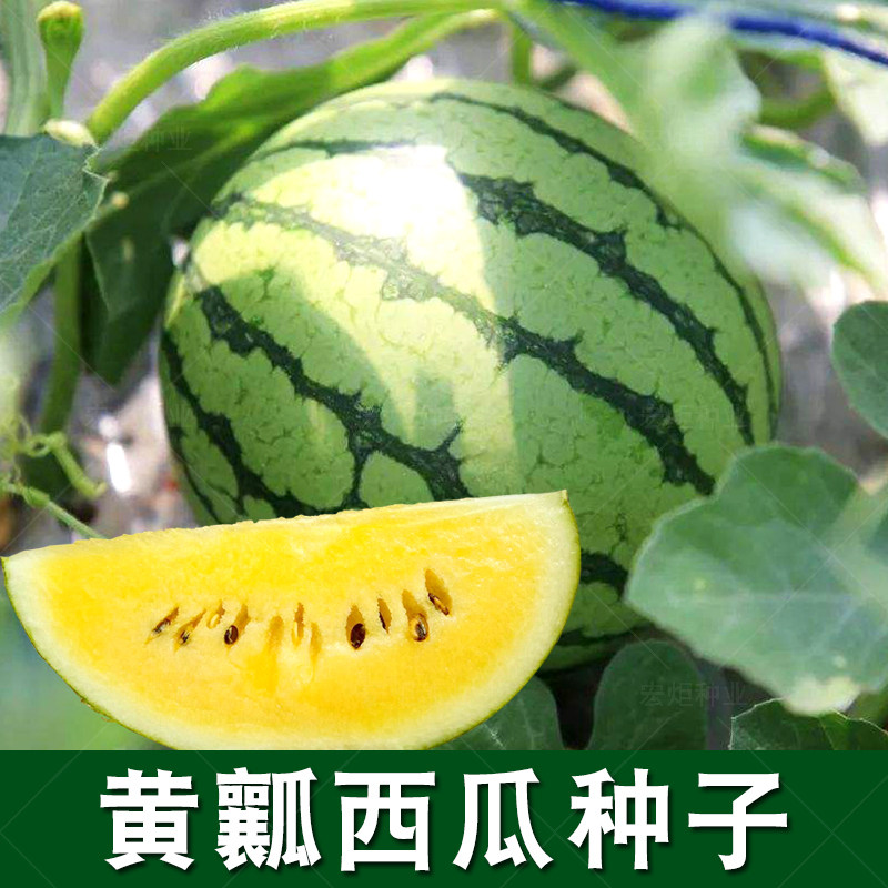 黄壤西瓜种籽 礼品西瓜种子 盆栽阳台 早熟春季 黄心瓤水果种孑