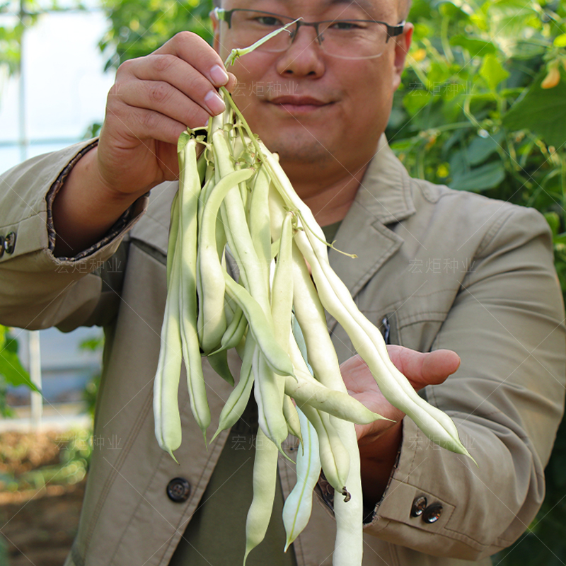 趴架肉厚四季特大白不老豆角