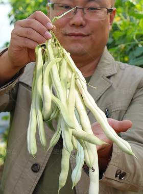 压趴架压满架豆角种籽肉厚四季特大爬架白不老豆角种籽春季秋季