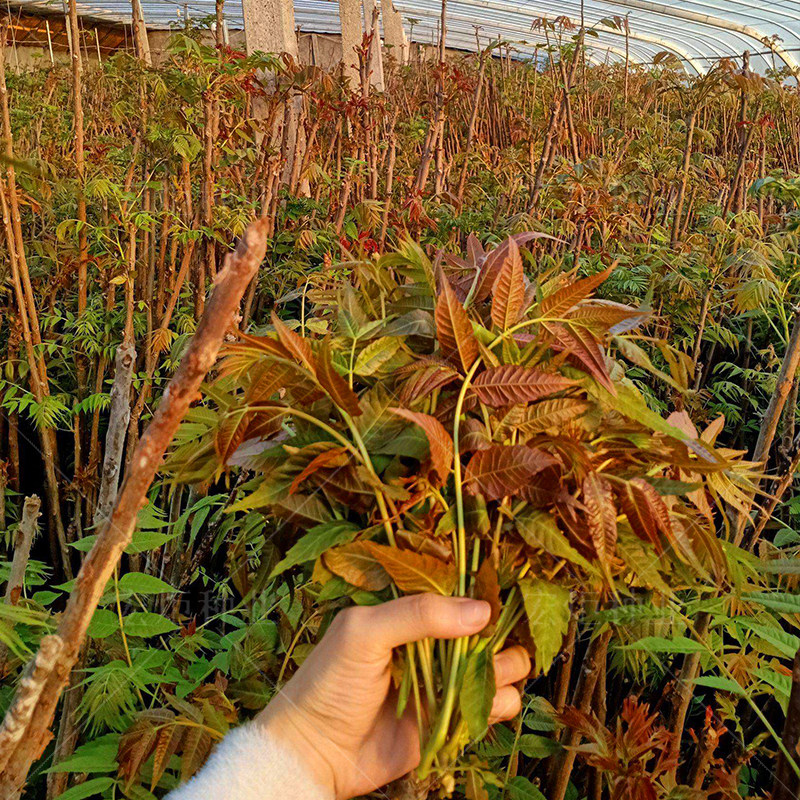 蔬菜种籽 红油香椿种子 阳台种菜 四季速生香椿种籽 香椿芽种籽