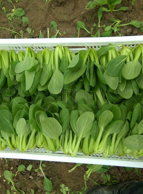 鸡毛菜菜籽种上海青鸡毛菜种子鸡毛菜种孑盆栽冬季四季小白菜青菜