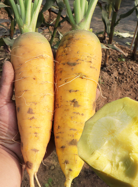 黄色胡萝卜种子 蔬菜胡萝卜 齐头黄胡萝卜 胡萝卜种子 秋季大田