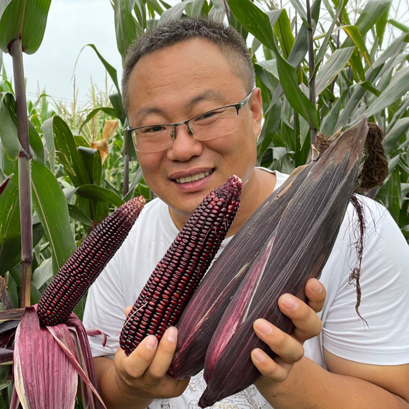 黑玉米糯玉米种籽甜加糯玉米种籽粘玉米种籽甜糯早熟四季玉米种孑_虎窝淘