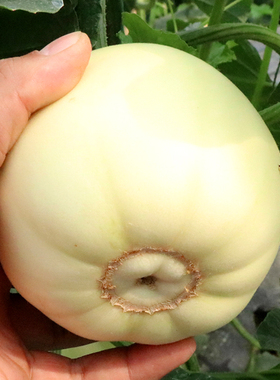 白甜瓜种 香甜 东北甜瓜种籽 早熟 甜瓜种孑 香瓜种籽 白皮农家