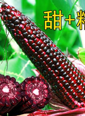 黑玉米糯玉米种籽甜加糯玉米种籽粘玉米种籽甜糯早熟四季玉米种孑