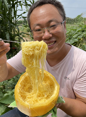 金丝茭瓜 金丝搅瓜种籽 黄金瓜金丝搅瓜种籽阳台种菜南瓜种籽四季