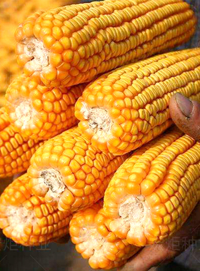 玉米种籽 高产玉米杂交种 农业早熟大田四季饲料郑单958 玉米种子