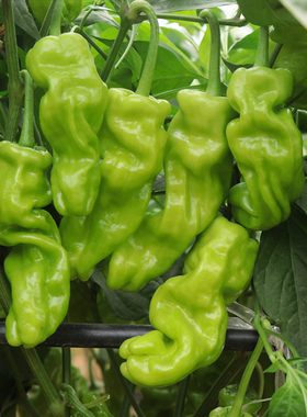 麻辣椒种籽 薄皮青椒种籽 四季 辣椒种籽 灯笼椒泡椒种 尖椒种籽