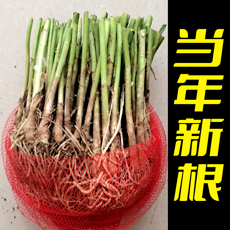 韭菜根苗秧子多年生盆栽四季