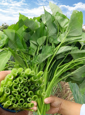 大叶空心菜种子 四季播盆栽栽培水培 雍菜种子 生长包邮 四季