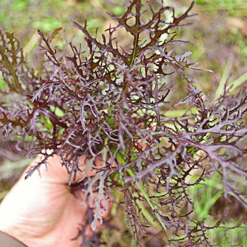苦菊种籽 紫晶芥菜种籽 京水菜种籽 苦苣菜种籽 蔬菜种籽 季秋季