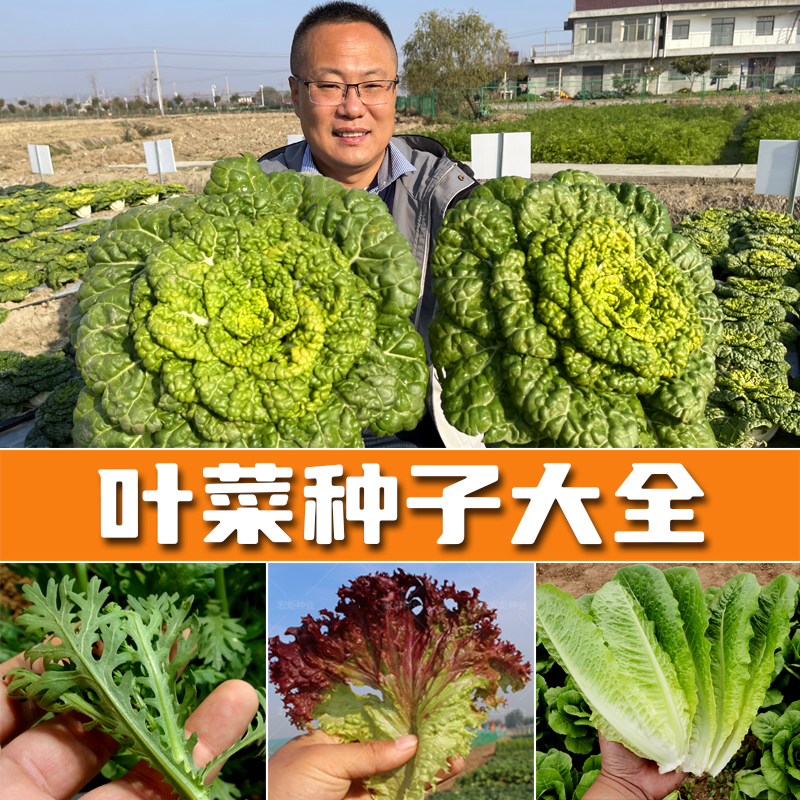 黄心籽种冬季白菜四季乌塌菜