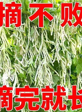 九粒种子优选豆角种籽四季豆架豆种高产丰收蔬菜种孑农家田园