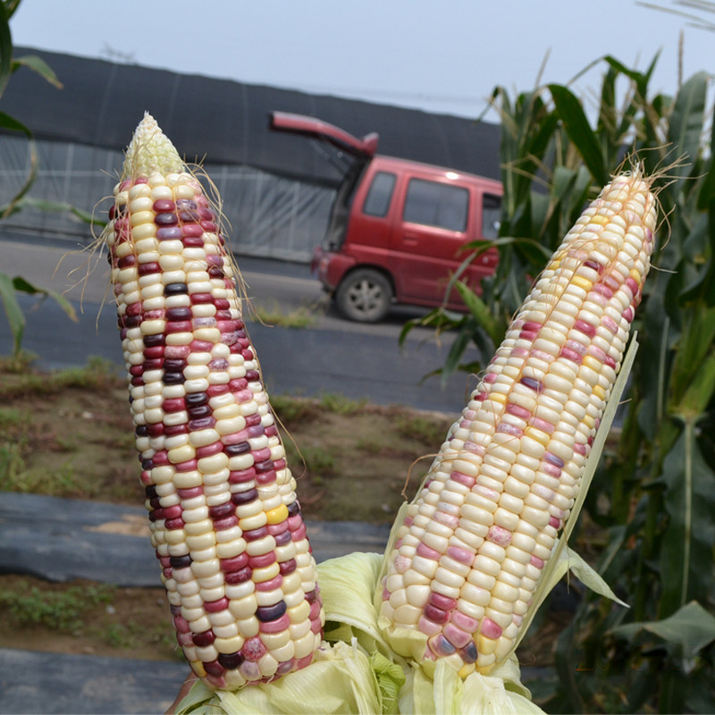 美玉糯16号玉米种籽甜糯四季玉米种孑紫玉米糯玉米种高产玉米种子