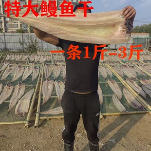 新晒特大鳗鱼干整条1.5斤-3斤包邮新鲜风干鱼干海鳗海鲜水产干货
