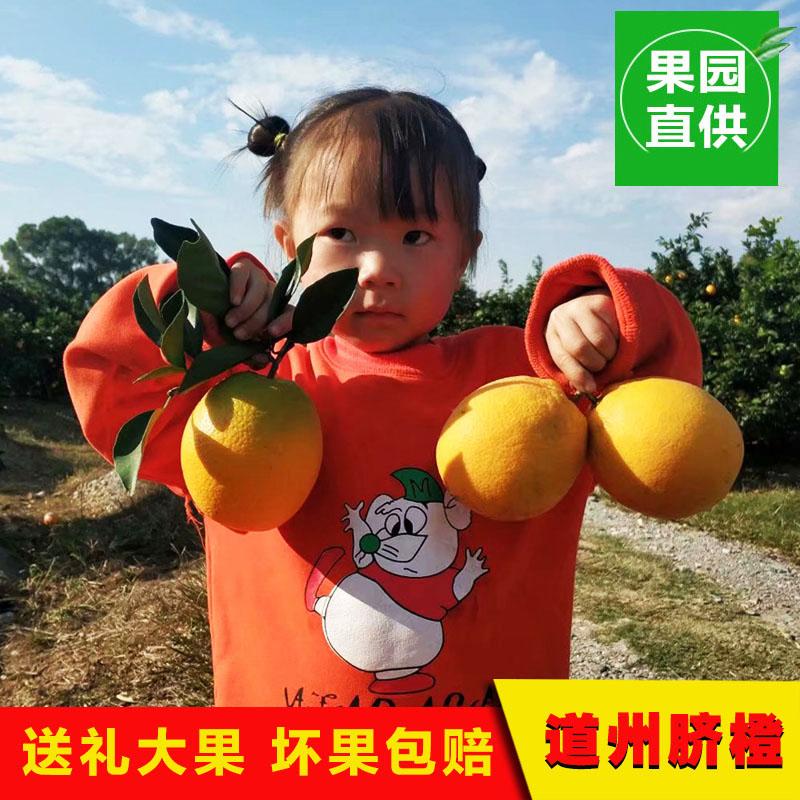 永州特产道州脐橙果园直销现摘现发不催熟10斤孕妇水果道县甜橙