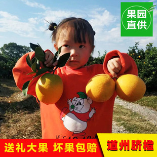 湖南特产道州脐橙果园直销现摘现发不催熟10斤孕妇水果道县甜橙
