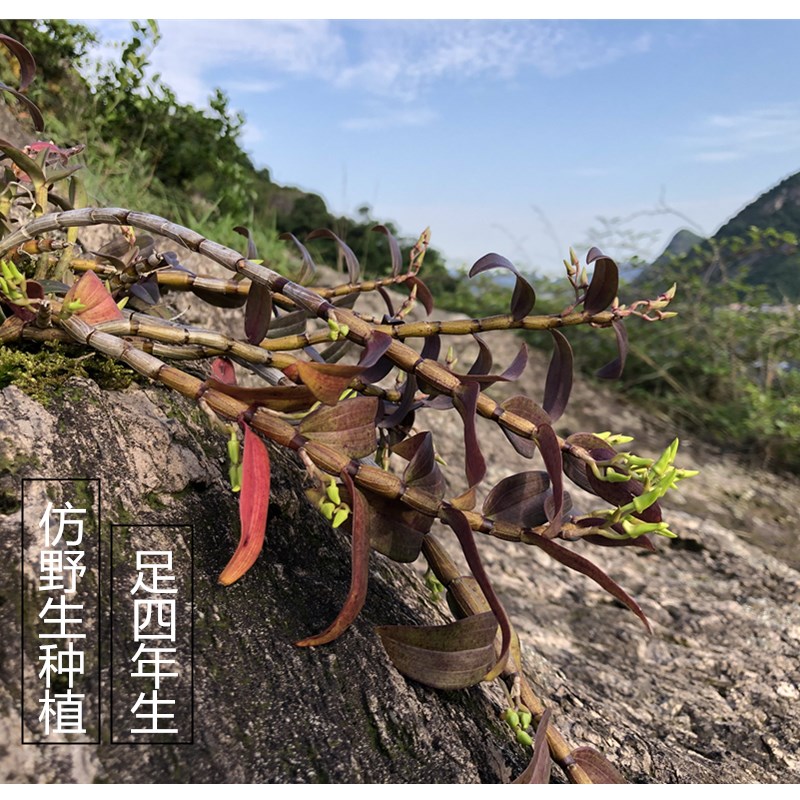 雁荡山铁皮鲜条露天种植网红款500克包邮