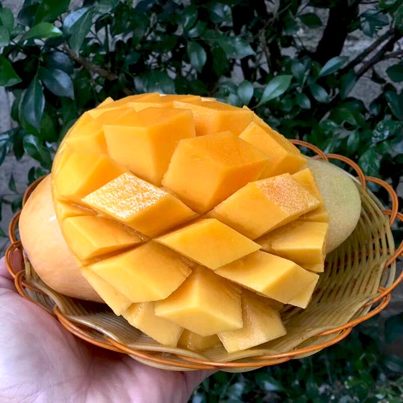 顺丰海南三亚新鲜水果芒果金煌芒青芒肉厚香甜8斤家庭装礼盒装