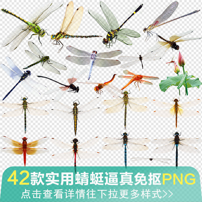 真实蜻蜓昆虫飞舞影楼摄影后期透明翅膀合成PNG免抠图 PS素材